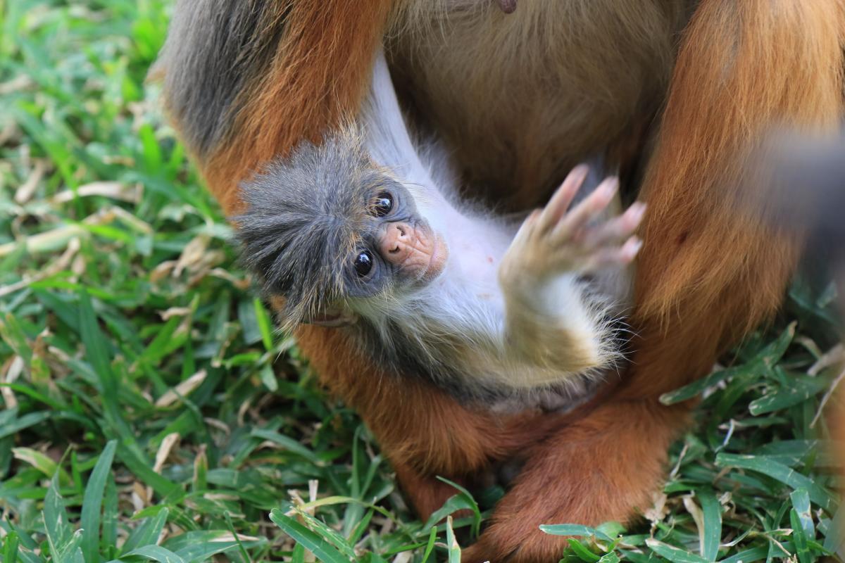 Are changos blancos endangered? Understanding their current conservation status.
