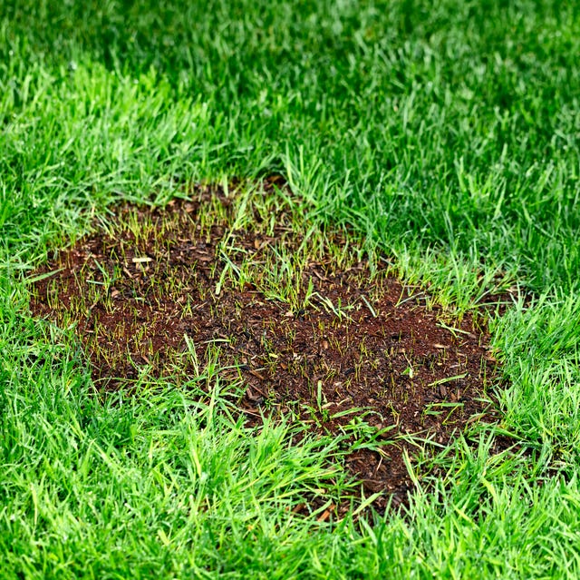 Best way to fix a hole in my lawn by myself easily?